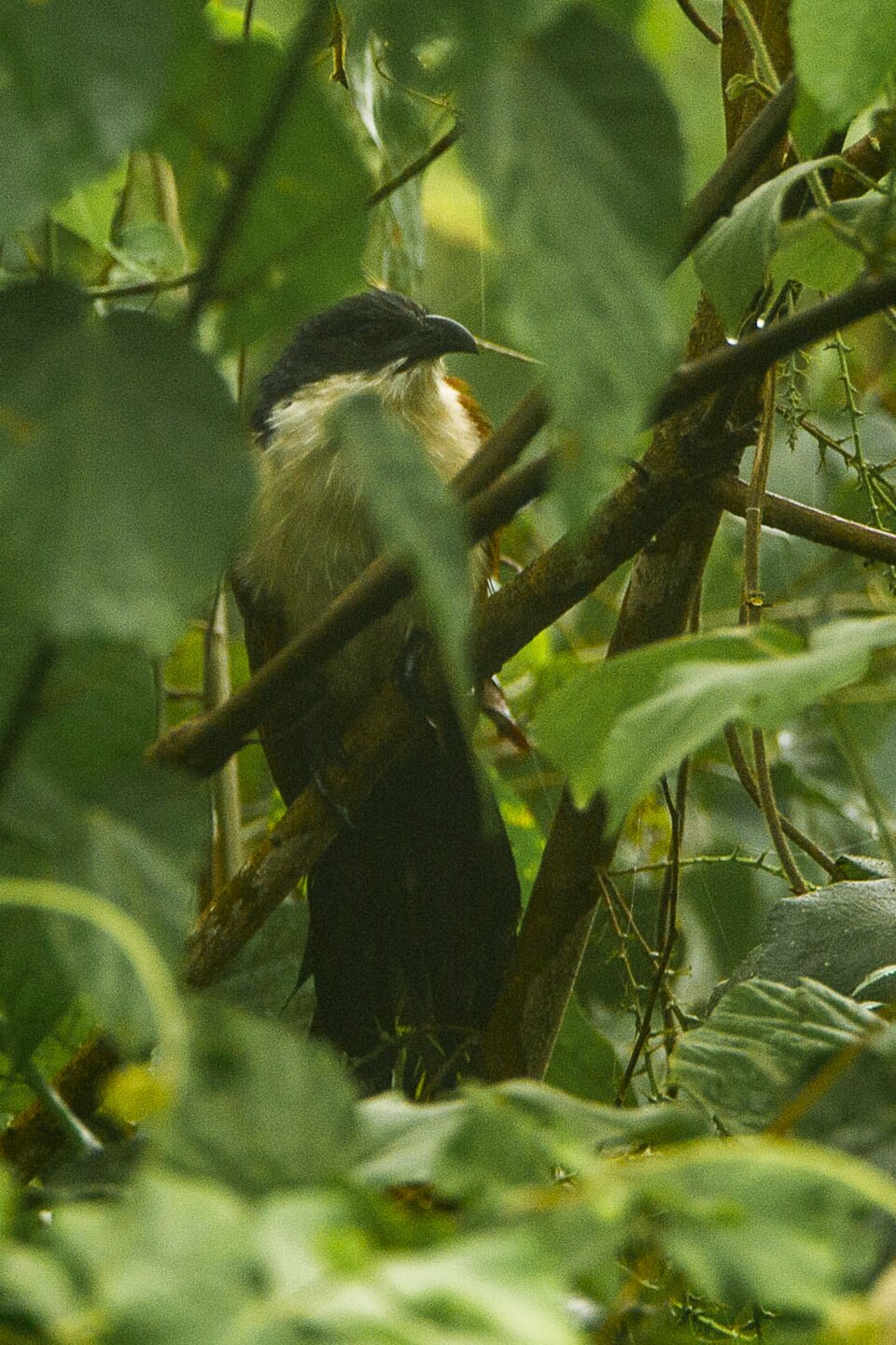 Blue-headed Coucal