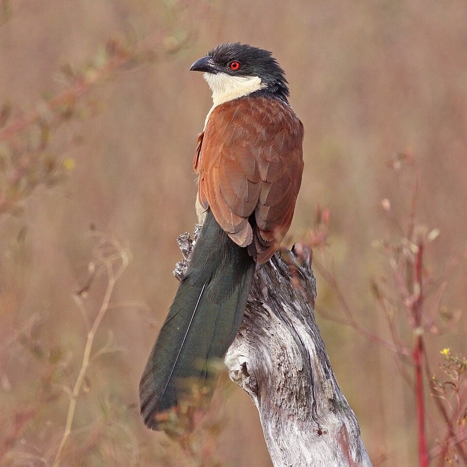Senegal Coucal