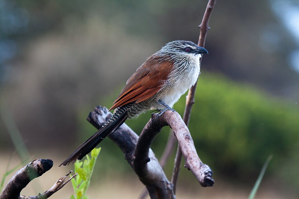 White-browed Coucal