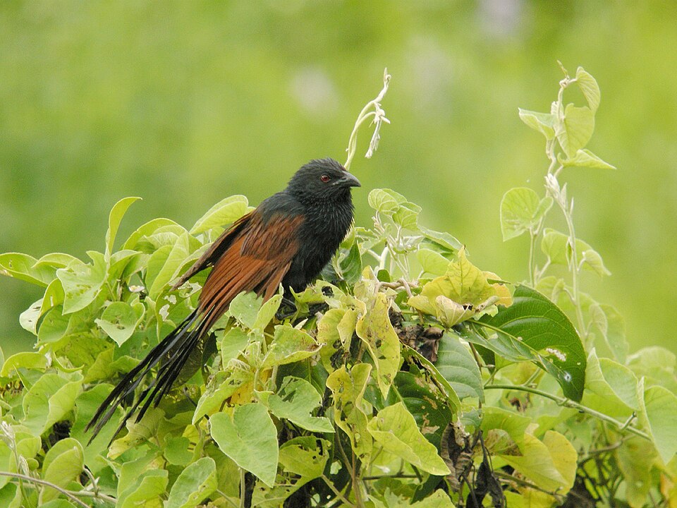 Madagascar Coucal