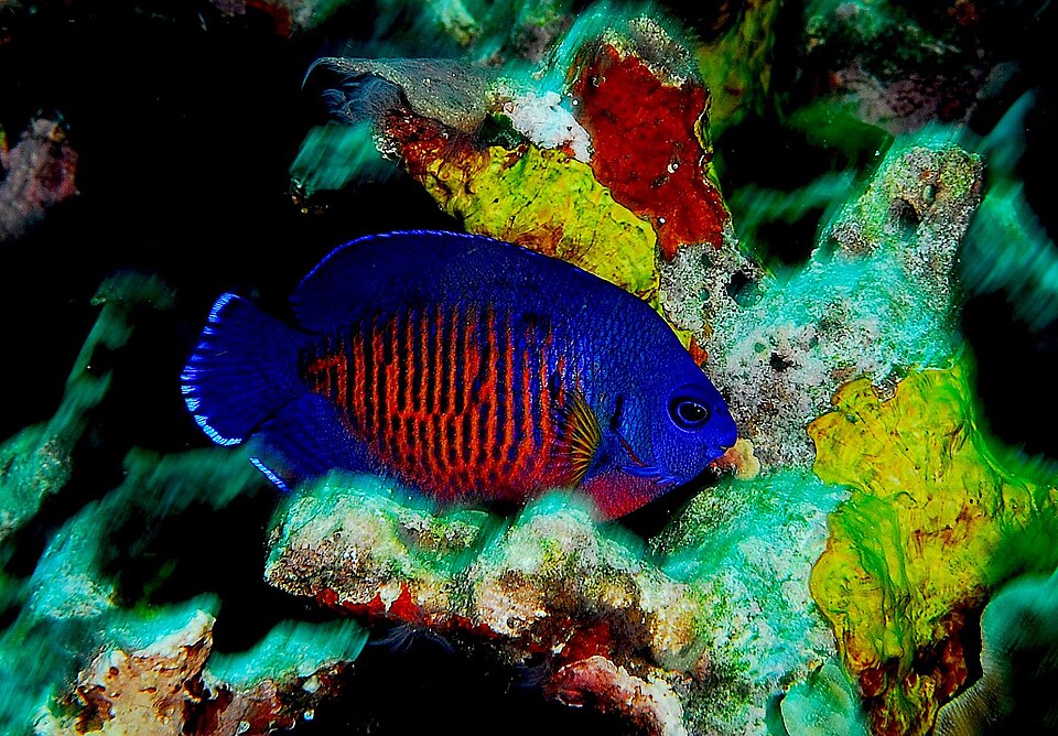 Twospined Angelfish