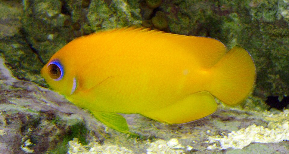Lemonpeel angelfish
