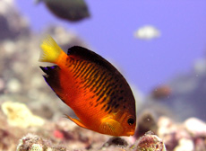 Mango Angelfish