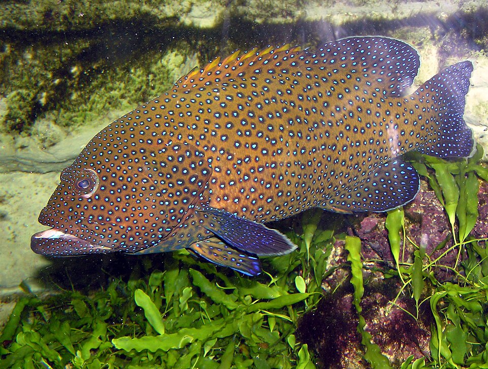 Blue-spotted Grouper