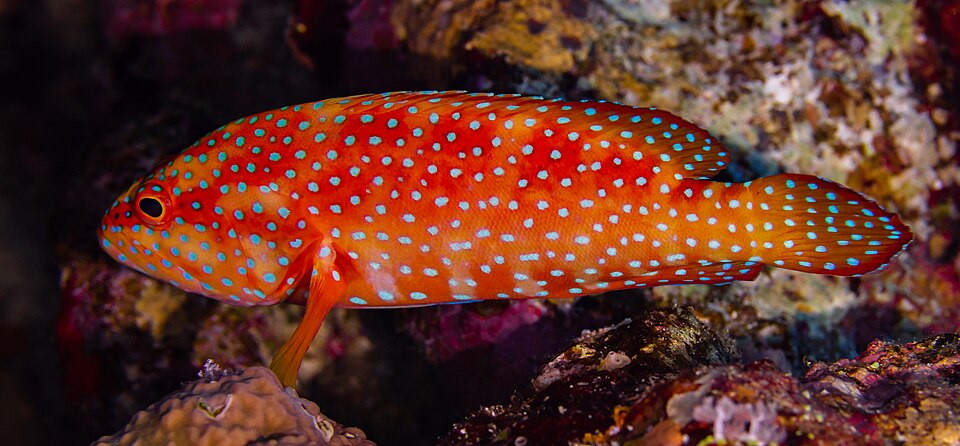 Coral hind