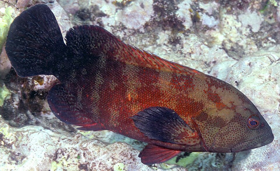 Duskyfin hind