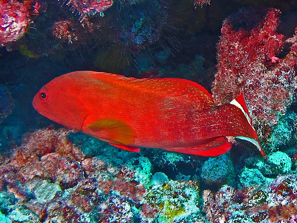 Flagtail Grouper, Darkfin hind