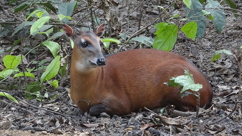 bay duiker