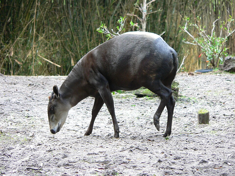 yellow-backed duiker