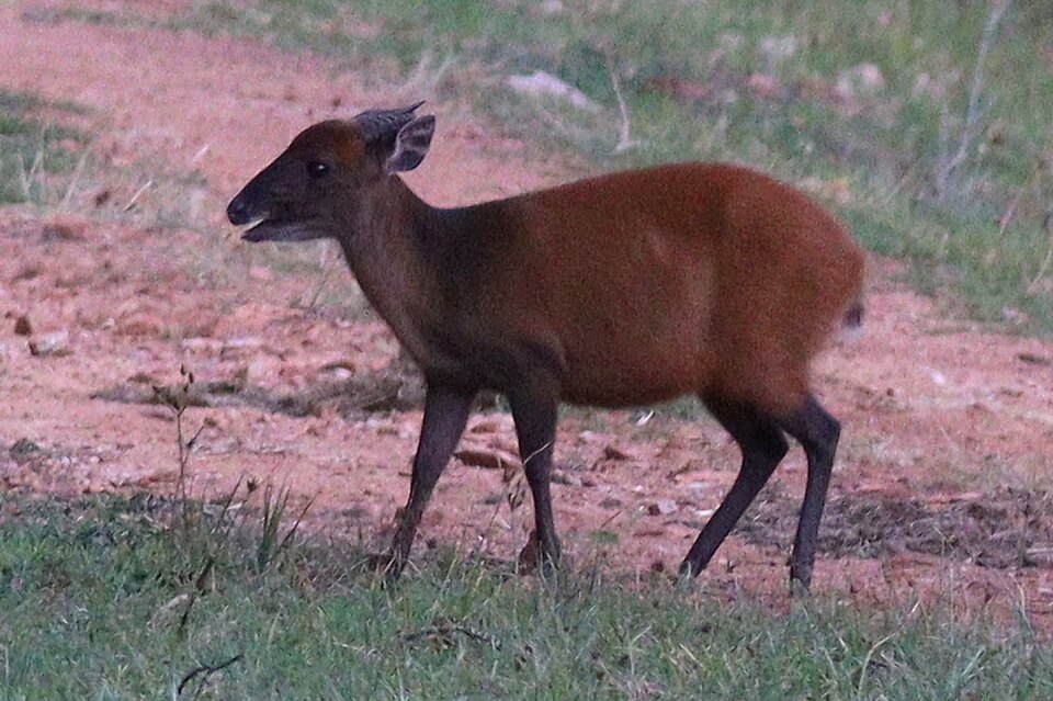 Weyns's Duiker
