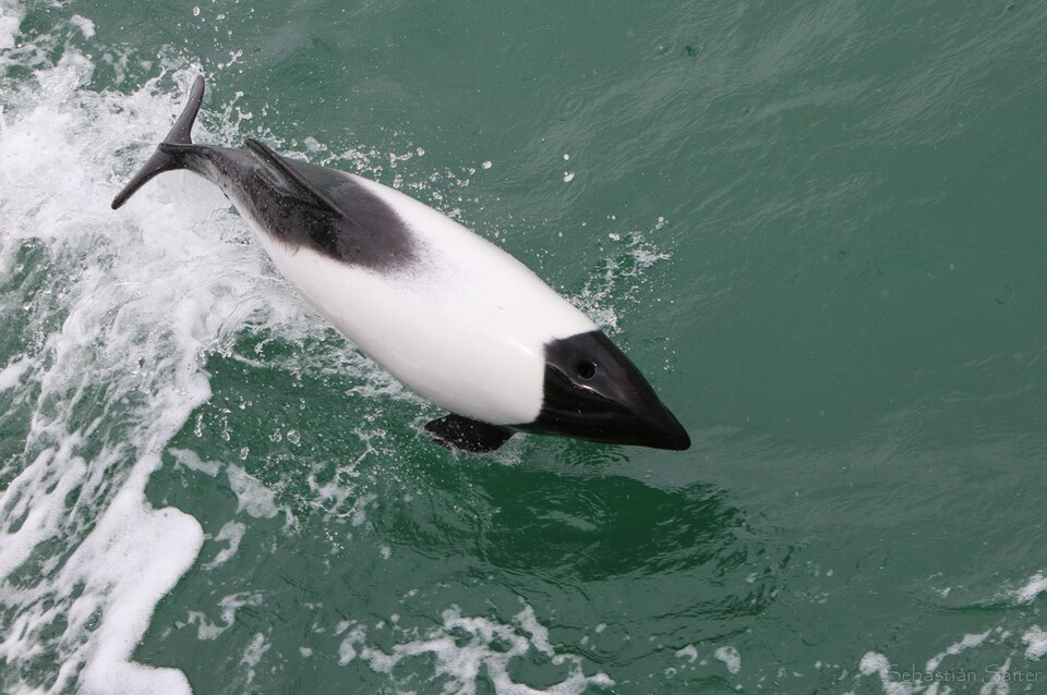 Commerson's dolphin