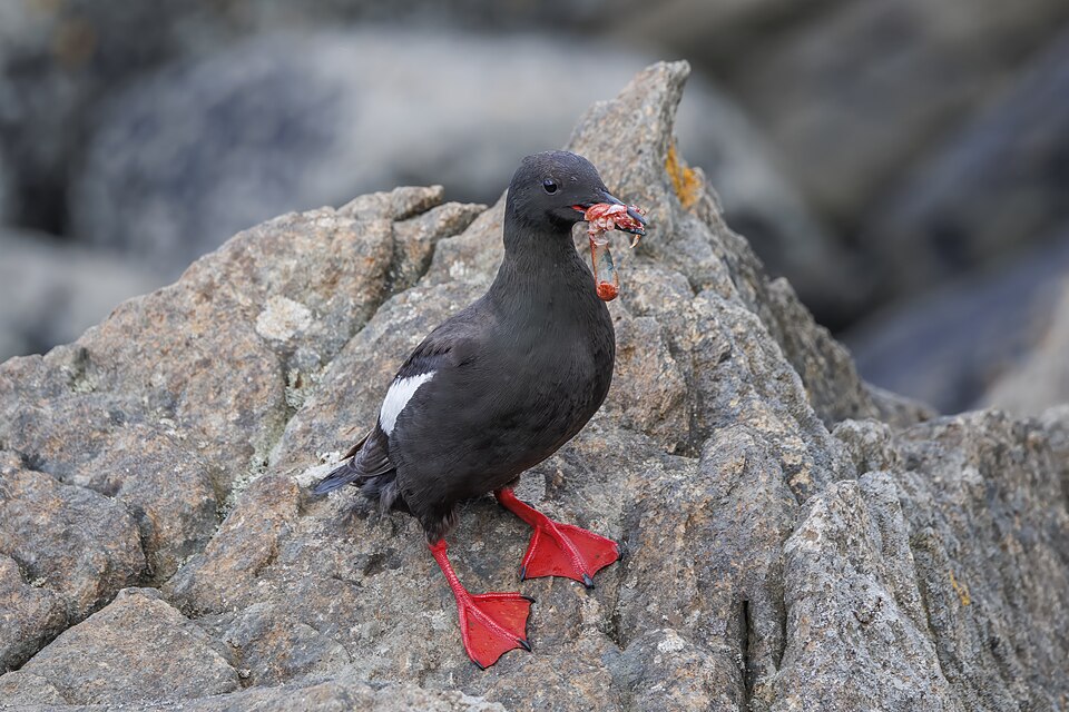 Black Guillemot