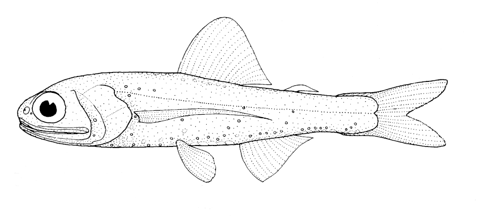 Warming’s lanternfish
