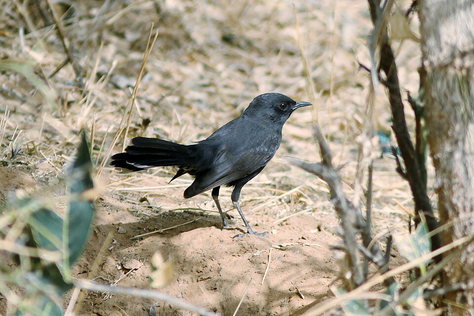 Black Scrub-Robin