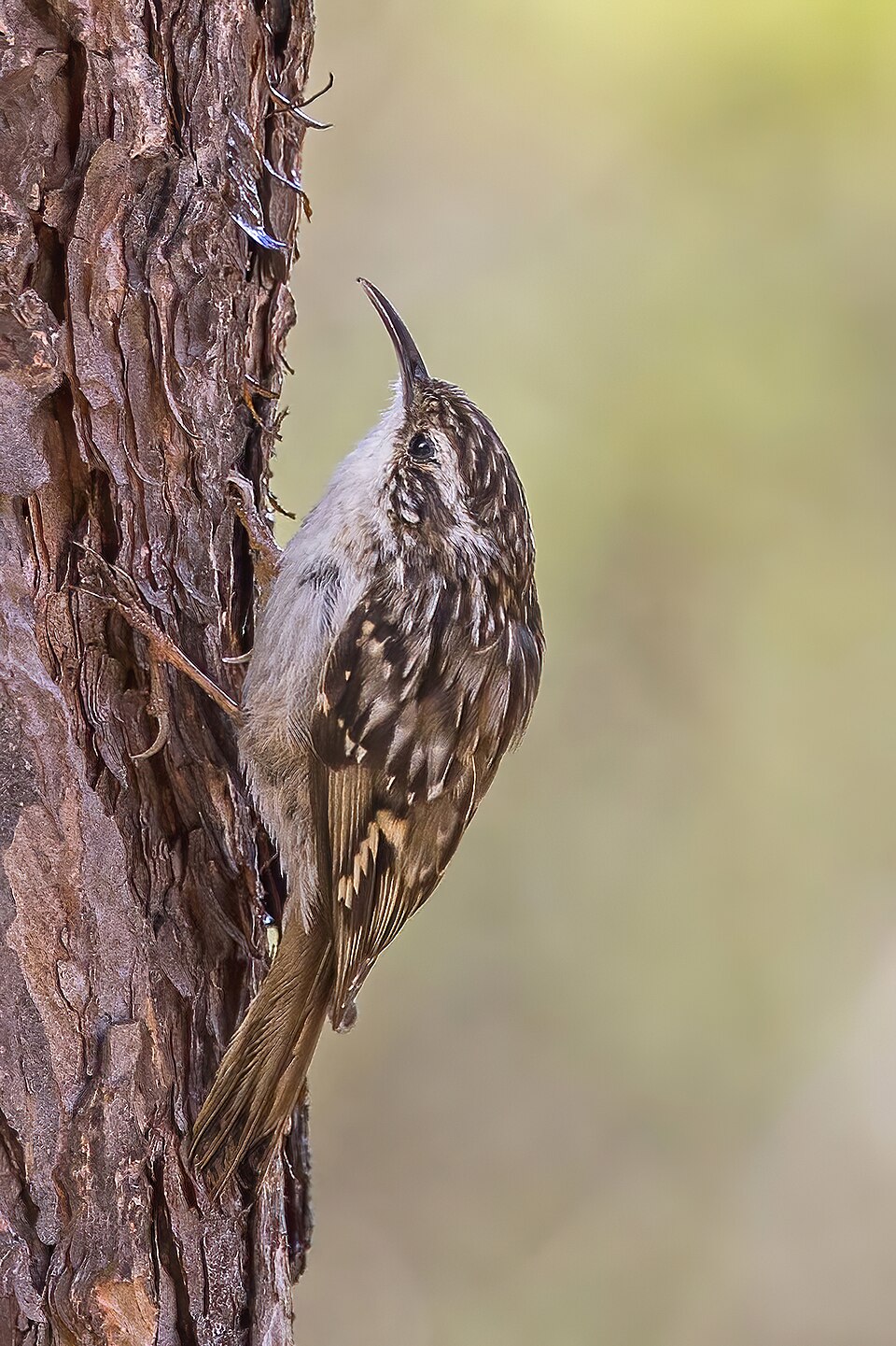 Short-toed Treecreeper