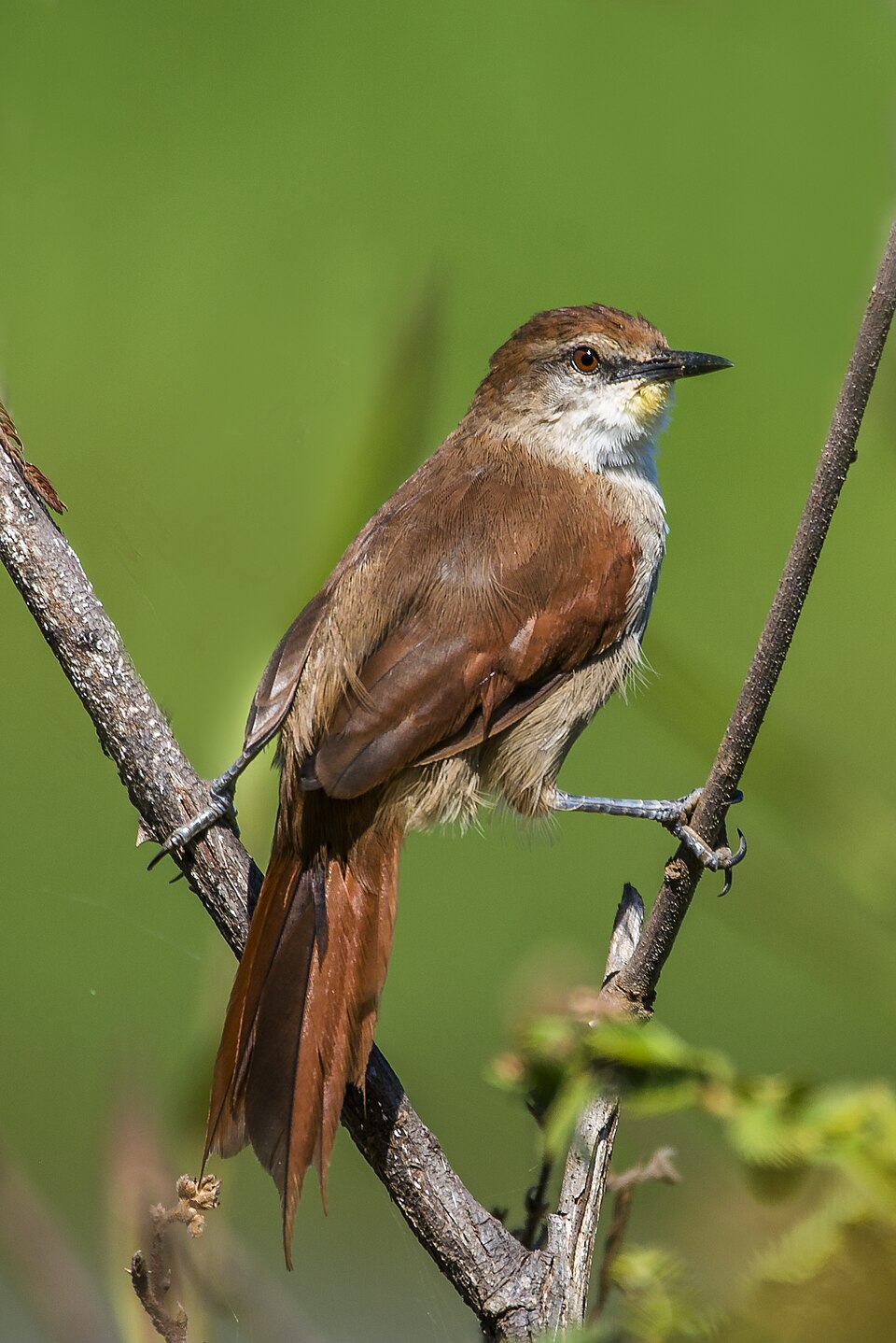 Yellow-chinned Spinetail