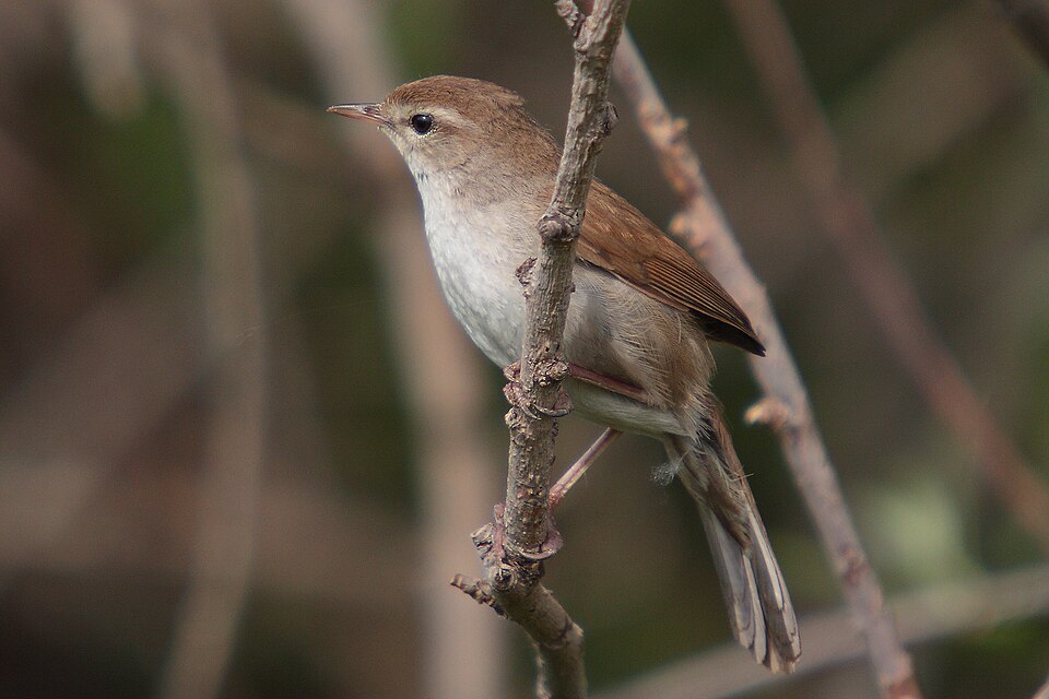 Cetti's Warbler