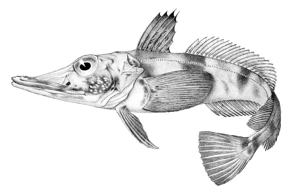 Scotia Sea Gapehead