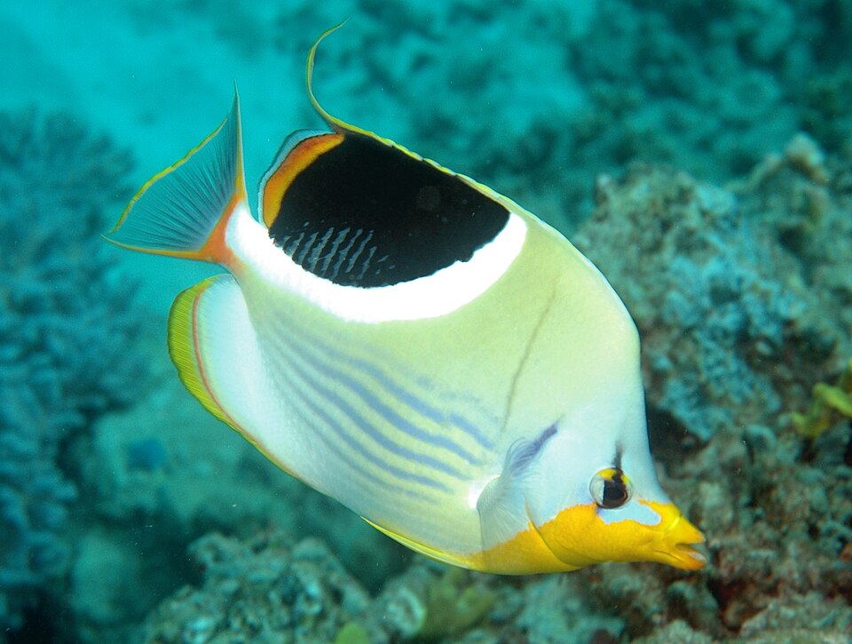 Saddled Butterflyfish