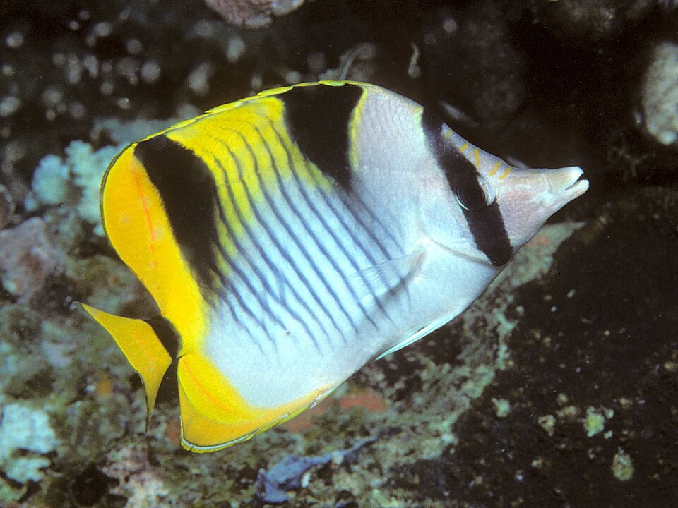 saddled butterflyfish