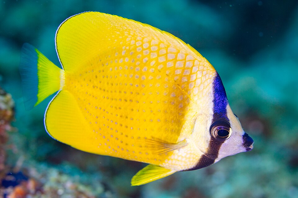 Whitespotted Butterflyfish