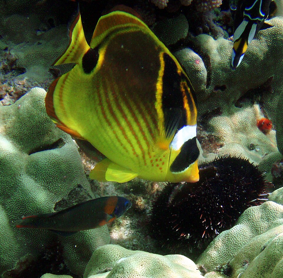 Redstriped Butterflyfish
