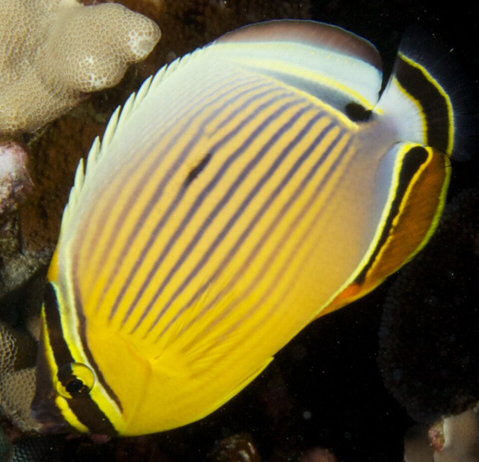 Oval Butterflyfish