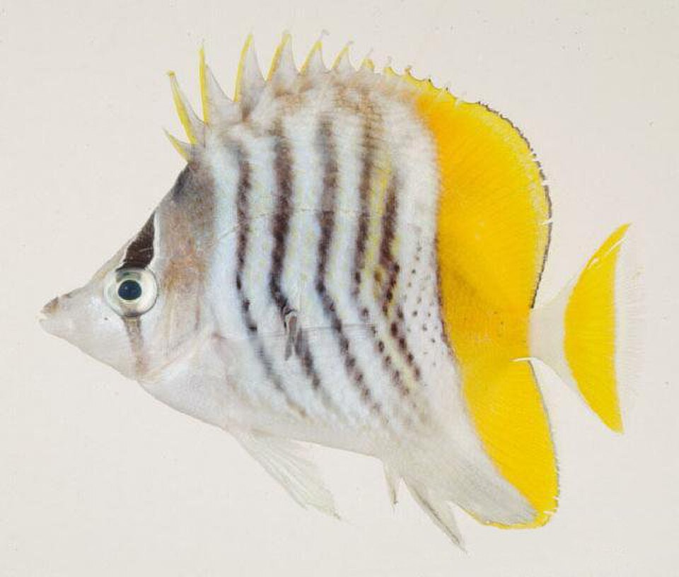 Merten's Butterflyfish