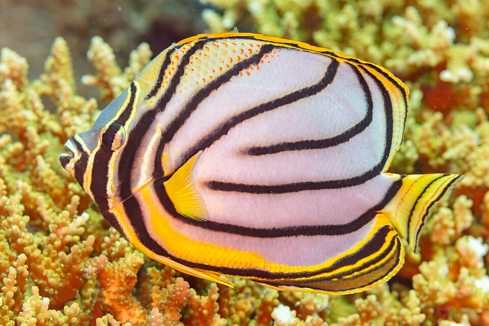 Maypole Butterflyfish