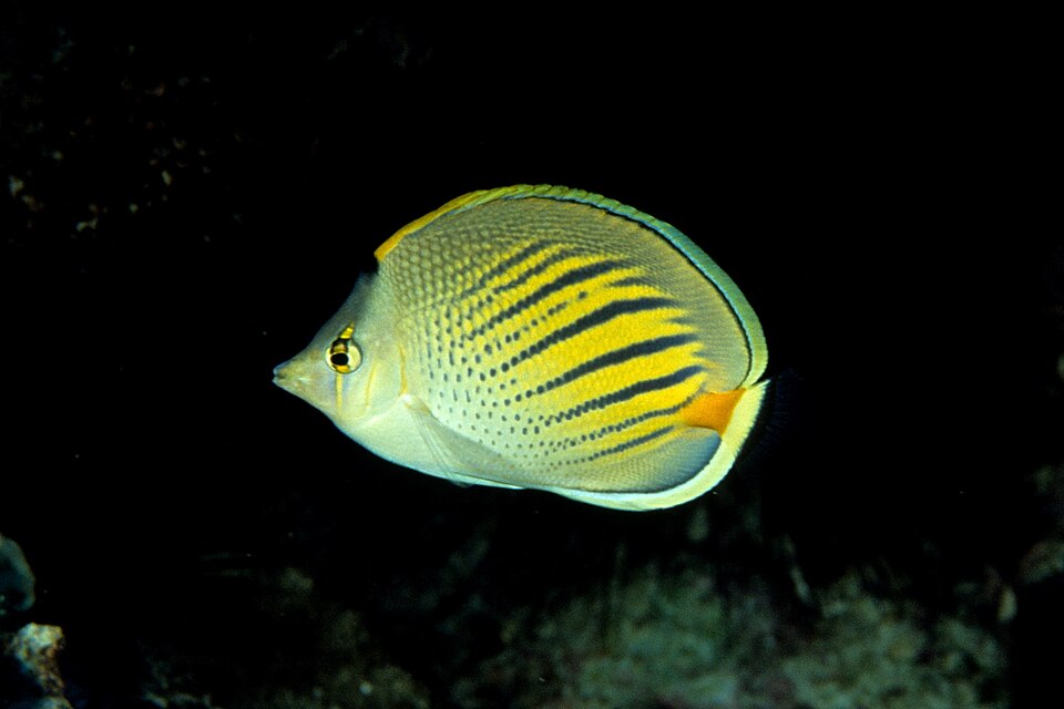 Dot and Dash Butterflyfish