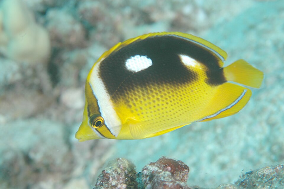 Fourspot Butterflyfish