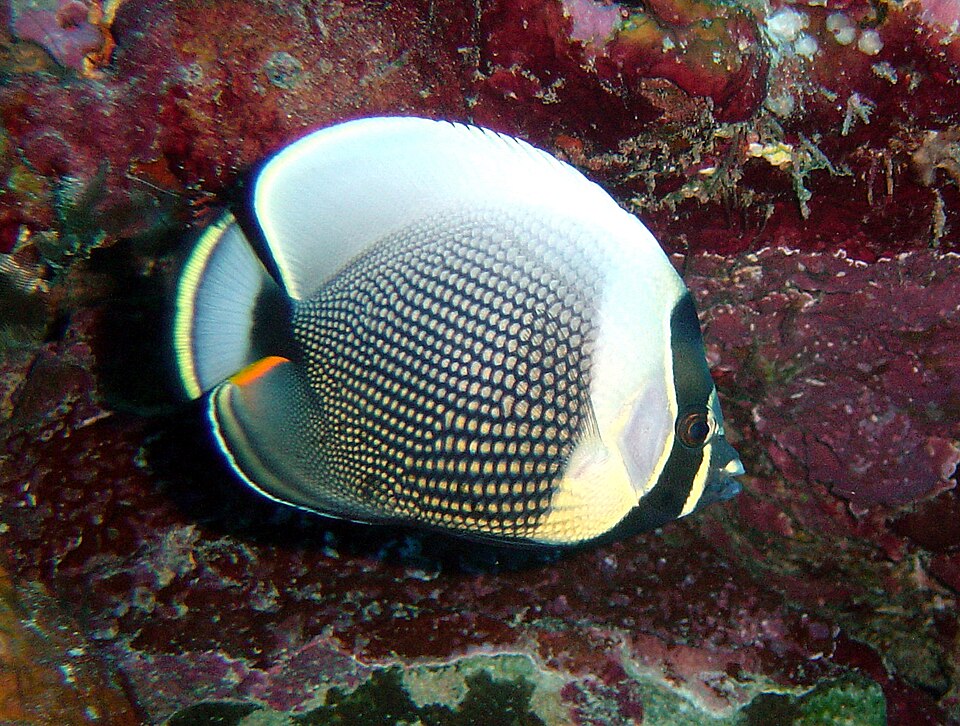 Reticulated Butterflyfish
