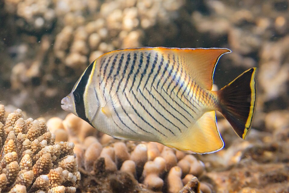 Chevroned Butterflyfish