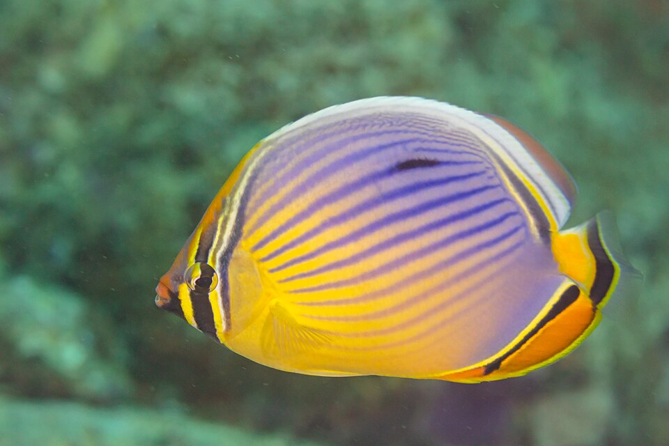 Lineated Butterflyfish