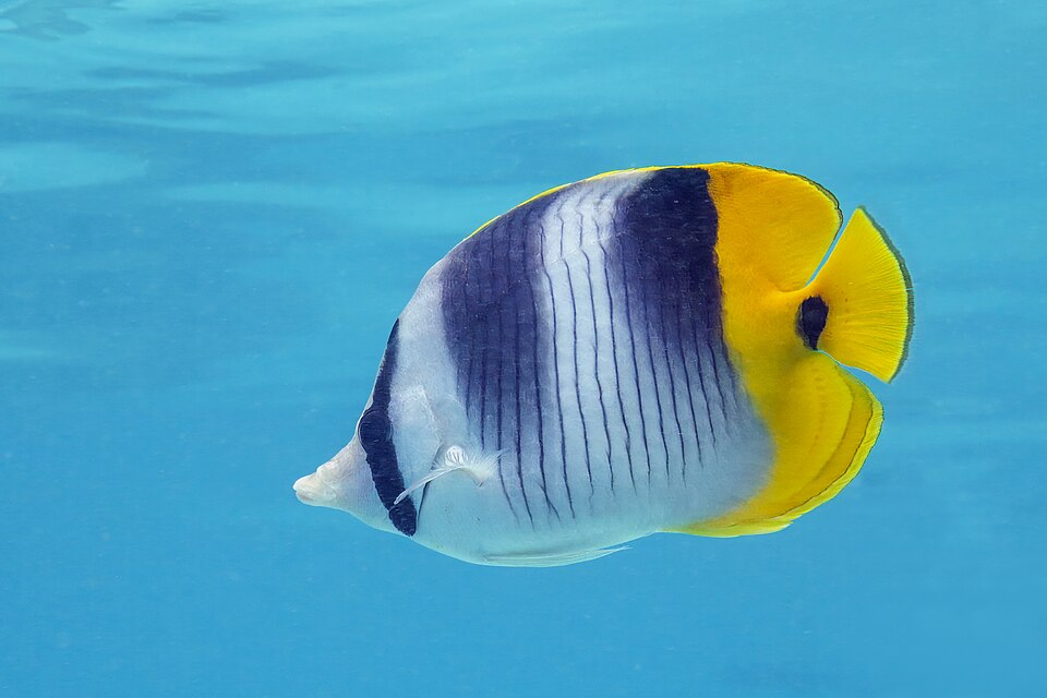 Pacific Doublesaddle Butterflyfish