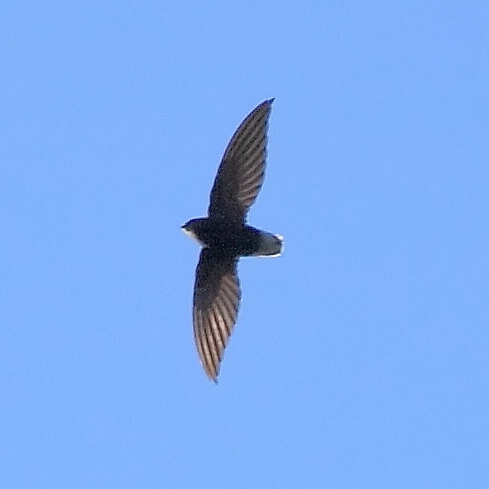 Short-tailed Swift