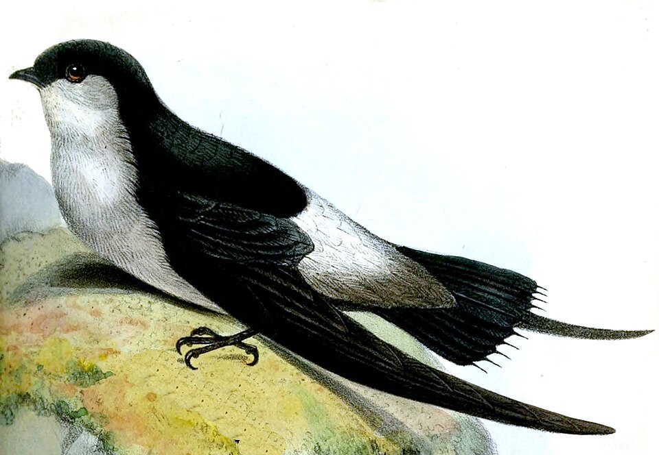 Gray-rumped Swift