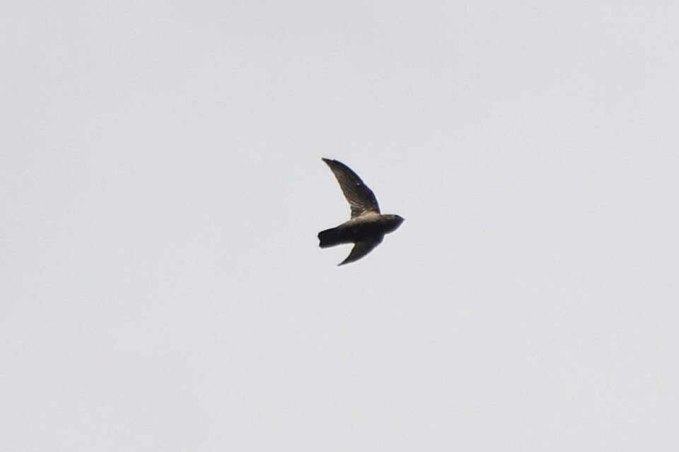 Lesser Antillean Swift