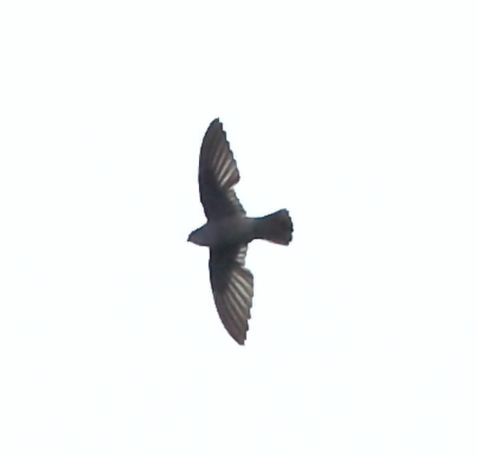 Band-rumped Swift