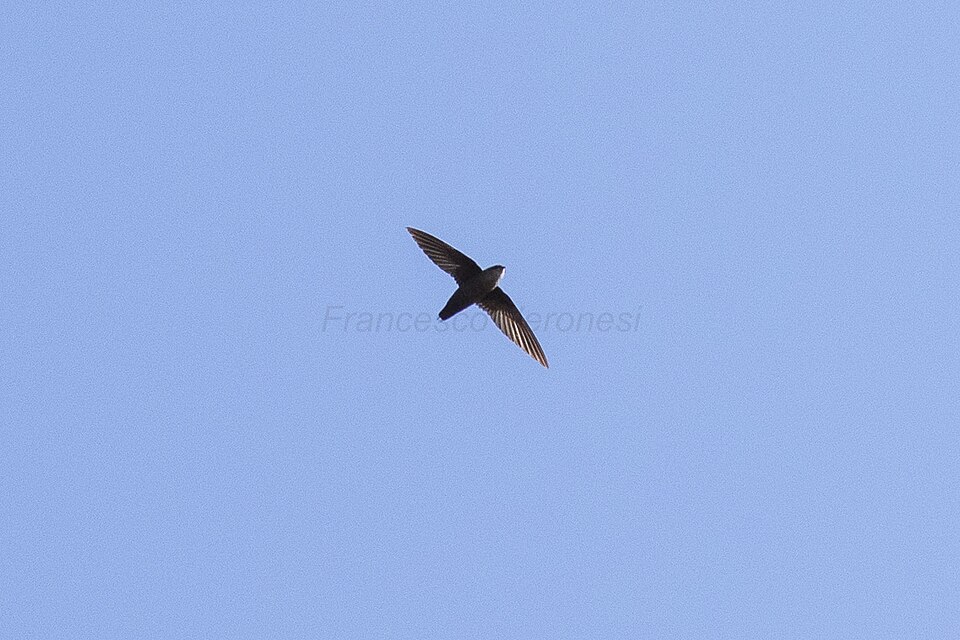 Vaux's Swift