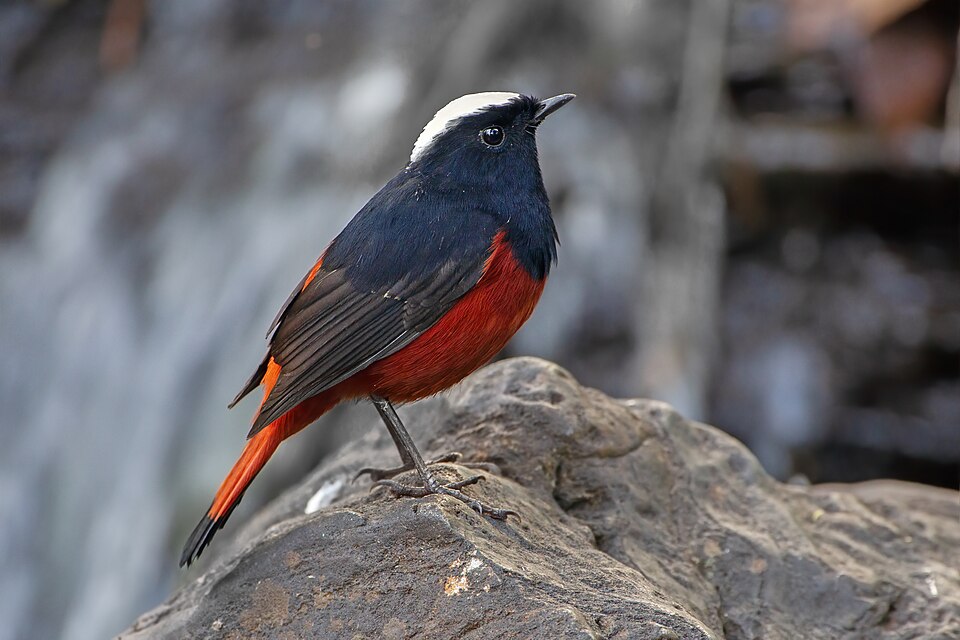 White-capped Redstart