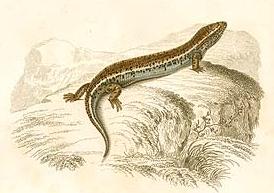 Ocellated Bronze Skink