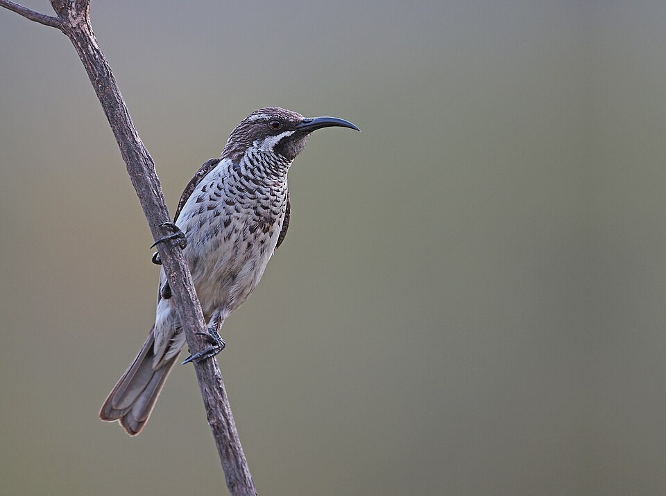Socotra Sunbird