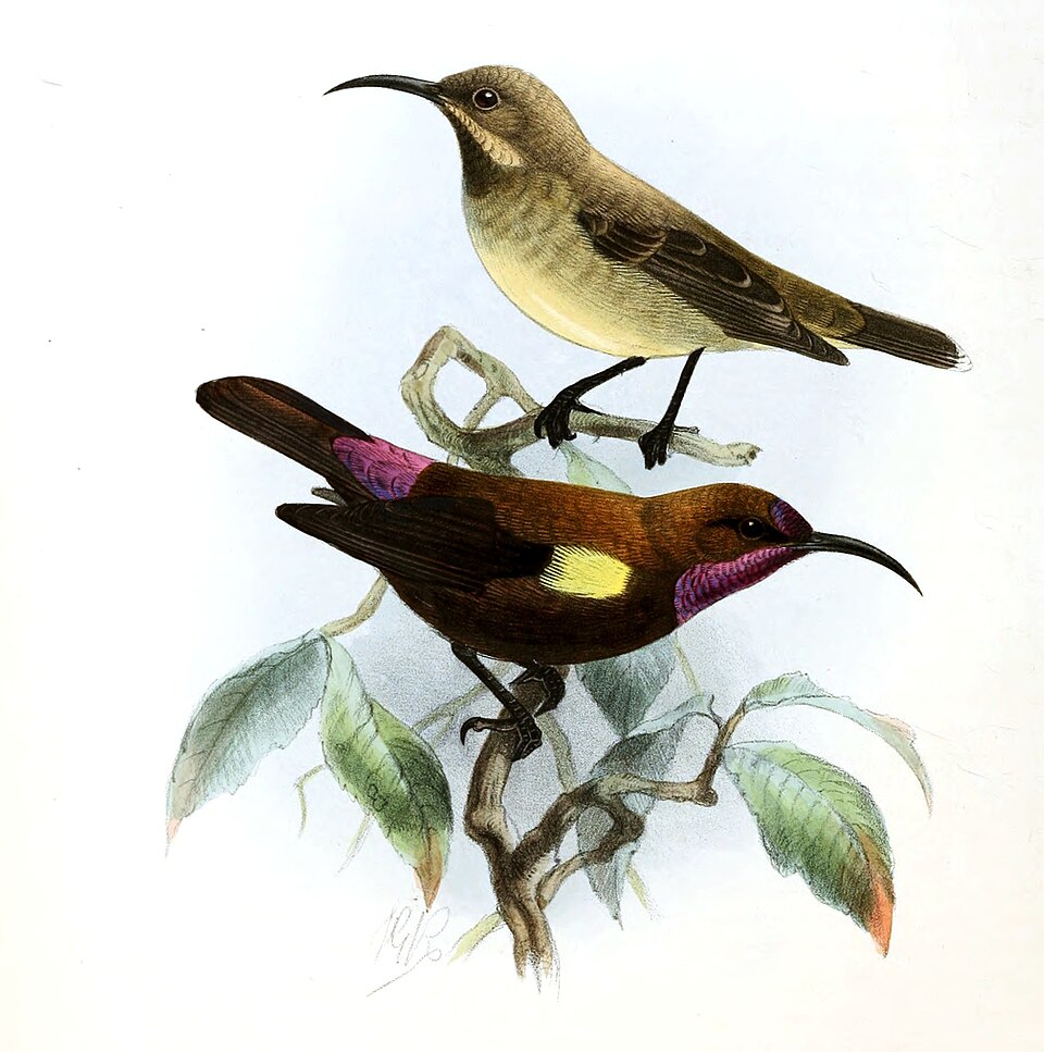 Carmelite Sunbird