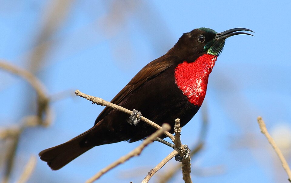 Scarlet-chested Sunbird