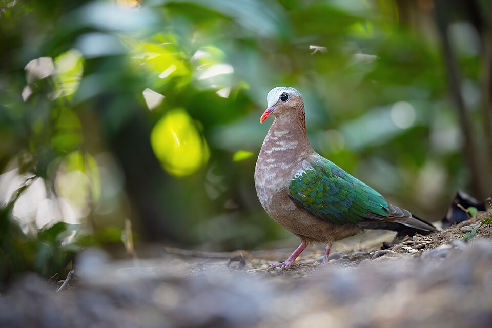 Asian Emerald Dove