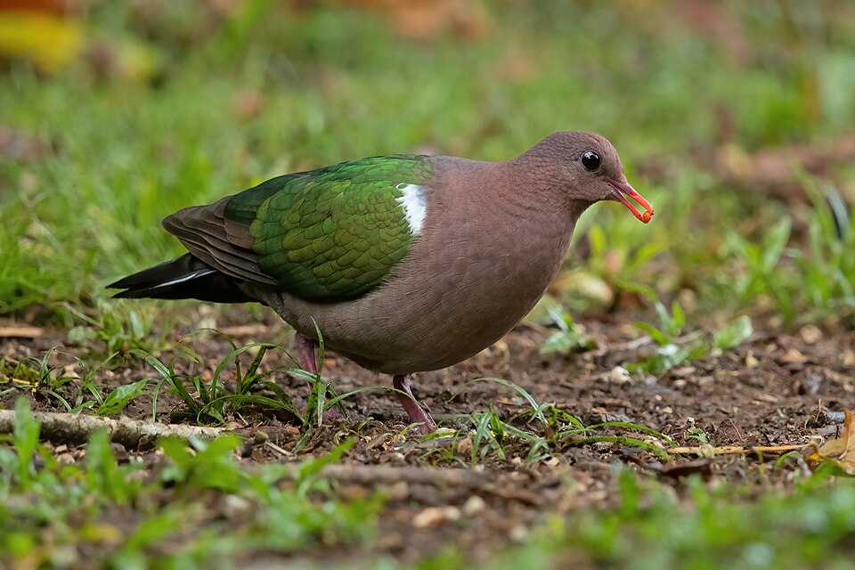 Pacific Emerald Dove