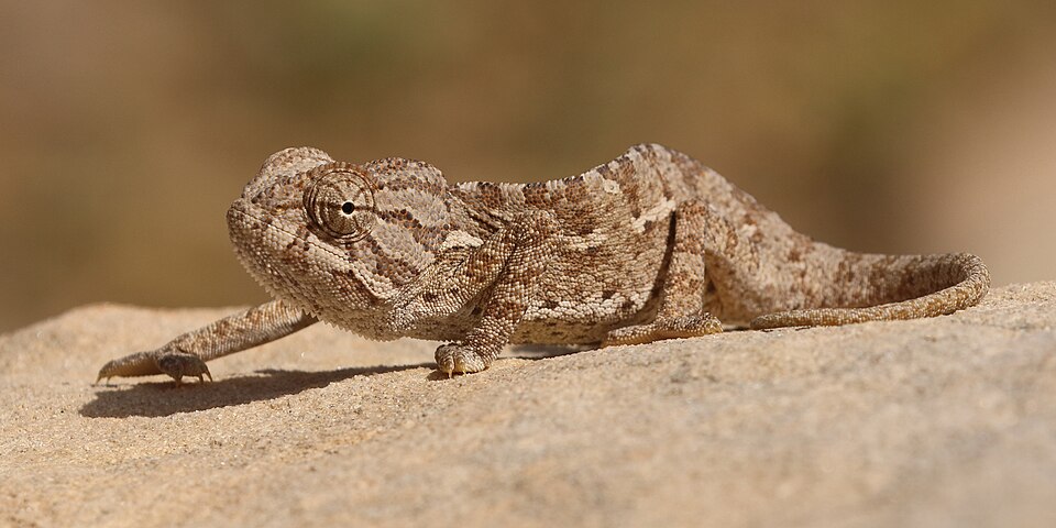 Common Chameleon