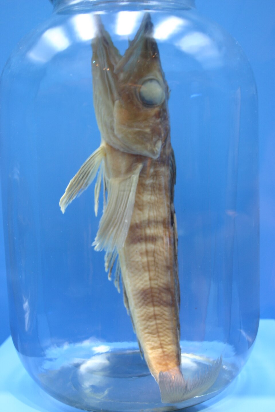 Mackerel icefish