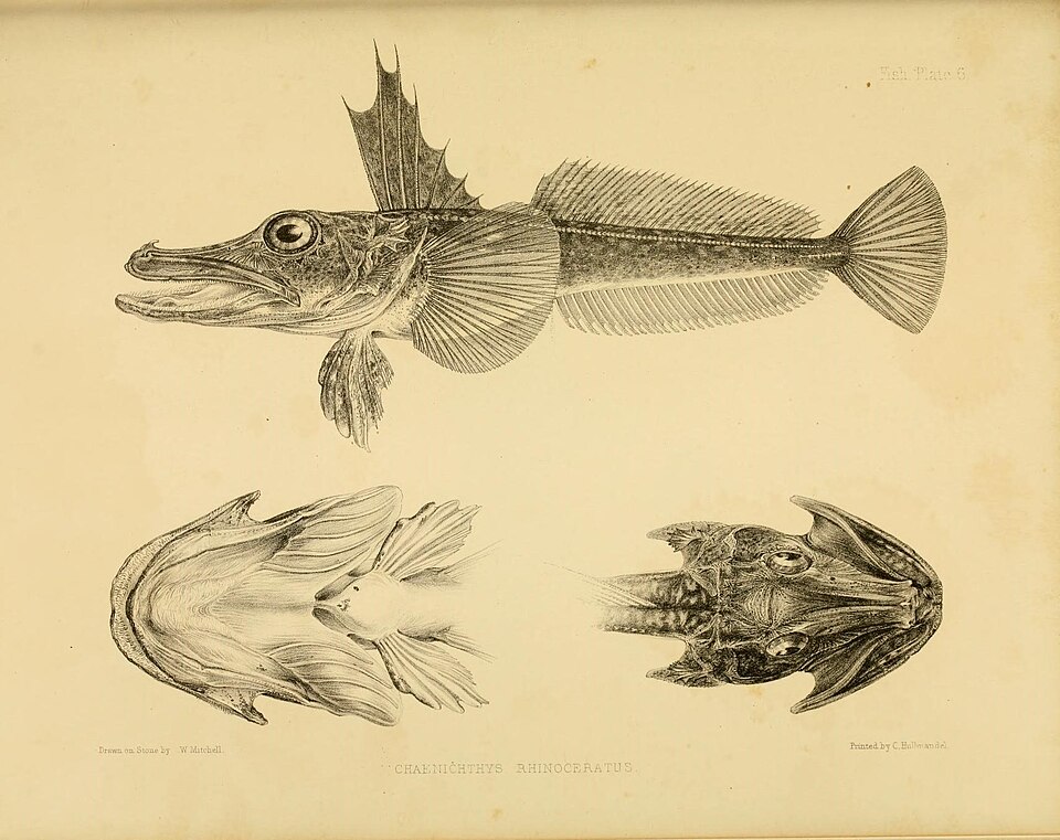 Unicorn icefish